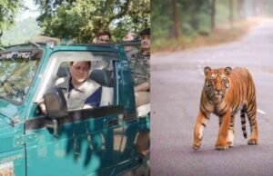 अंतर्राष्ट्रीय टाइगर दिवस पर सीएम धामी की घोषणा, टाइगर प्रोटेक्शन फोर्स में अग्निवीरों की होगी तैनाती