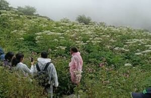 विदेशी पर्यटकों को भी भायी फूलों की घाटी…अब तक 243 ने किया दीदार