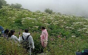 विदेशी पर्यटकों को भी भायी फूलों की घाटी…अब तक 243 ने किया दीदार