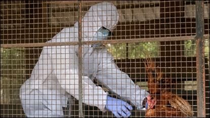 mexico-chile-and-uruguay-halt-poultry-imports-from-brazil-after-bird-flu-outbreak_bdb9a0291e367423b3bc34c15813d8fa