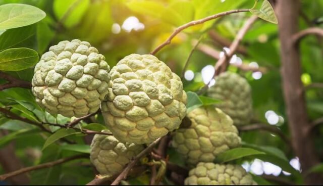 Health Tips: एक बार खाये और देखे कैसे होता है इस फल से आपके सेहत पर चमत्कार