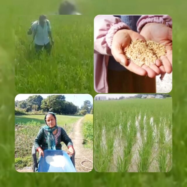 मुख्यमंत्री धामी की पहल से दून बासमती को नई पहचान, किसानों और महिलाओं को लाभ