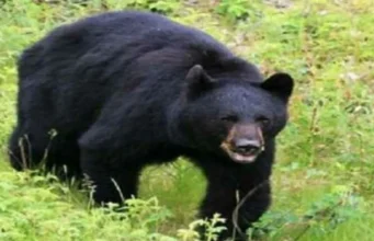 उत्तराखंड : स्कूल में घुसा भालू, बच्चे को उठाया, शिक्षकों-बच्चों की हिम्मत से जान बची