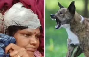 Big Breaking:-उत्तराखंड में आवारा कुत्तों का आतंक, महिला पर अचानक झपटे आधा दर्जन कुत्ते; नोचने लगे पैर