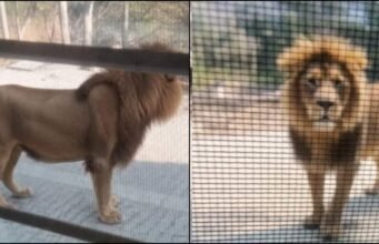 छुट्टी नहीं मिली तो मजदूर ने बनाया AI का बब्बर शेर, वायरल वीडियो से वन विभाग में मचा हड़कंप