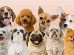 देहरादून में अब बिना रजिस्ट्रेशन कुत्ता पालना महंगा, ₹20 हजार तक जुर्माना