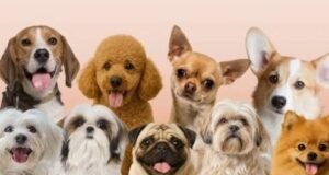 देहरादून में अब बिना रजिस्ट्रेशन कुत्ता पालना महंगा, ₹20 हजार तक जुर्माना