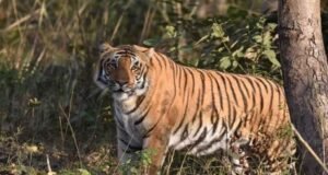 गुलदार ने ली एक और जान: पौड़ी में मौत के बाद ग्रामीणों का फूटा गुस्सा