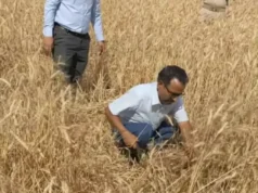 DM रयाल खेत में पहुंचे—गेहूं की फसल की खुद की कटिंग, किसानों को दी बड़ी सलाह