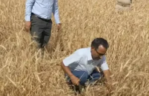 DM रयाल खेत में पहुंचे—गेहूं की फसल की खुद की कटिंग, किसानों को दी बड़ी सलाह