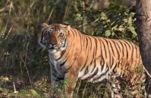 ज्योलीकोट में जंगल बना मौत का जाल: घास लेने गई महिला की रहस्यमयी मौत, दहशत में ग्रामीण