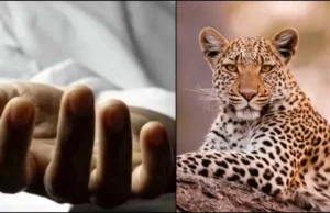 पौड़ी गढ़वाल में गुलदारों का हमला: बुजुर्ग महिला की मौत, ग्रामीणों में आक्रोश