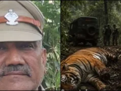 हरिद्वार में दो बाघों की मौत पर बड़ा एक्शन, रेंजर सस्पेंड