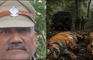 हरिद्वार में दो बाघों की मौत पर बड़ा एक्शन, रेंजर सस्पेंड
