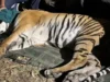 अल्मोड़ा के सल्ट में आतंक फैलाने वाला हिंसक बाघ पकड़ा, ग्रामीणों को मिली राहत; पांच दिन बाद खुलेंगे स्कूल