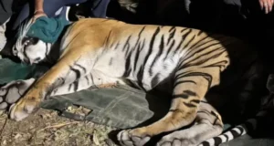 अल्मोड़ा के सल्ट में आतंक फैलाने वाला हिंसक बाघ पकड़ा, ग्रामीणों को मिली राहत; पांच दिन बाद खुलेंगे स्कूल