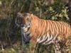 ऋषिकेश में गुलदार का आतंक: बच्चे पर किया हमला, इलाके में दहशत; वन विभाग ने जारी की चेतावनी