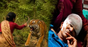 रामनगर में बाघ से भिड़ी बहू, हंसिया से किया पलटवार; सास की जान बची, घायल महिला हायर सेंटर रेफर