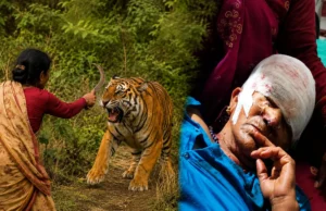 रामनगर में बाघ से भिड़ी बहू, हंसिया से किया पलटवार; सास की जान बची, घायल महिला हायर सेंटर रेफर