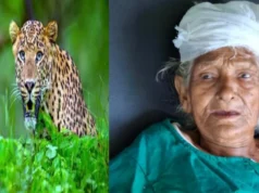 अल्मोड़ा में घर में घुसा गुलदार, 88 वर्षीय बुजुर्ग महिला पर किया हमला