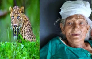 अल्मोड़ा में घर में घुसा गुलदार, 88 वर्षीय बुजुर्ग महिला पर किया हमला