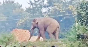 डोईवाला में हाथी का हमला, ग्रामीण की मौत: स्कूटी से घर लौटते समय हाथी ने बनाया शिकार