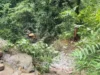 डंपर दुर्घटना के बाद लापता था चालक, गहरी खाई में मिला शव; SDRF ने किया रेस्क्यू