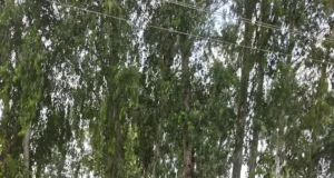 मुख्यमंत्री धामी के निर्देशों पर विकास कार्यों को रफ्तार, सचिव डॉ. आर. राजेश कुमार ने हल्द्वानी/ऊधमसिंहनगर में लिया जायजा